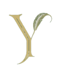 Y